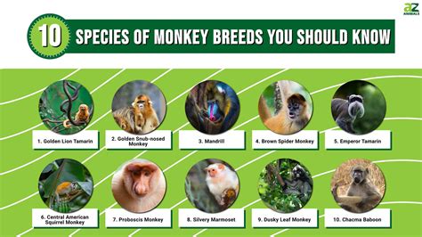 Species Directory .